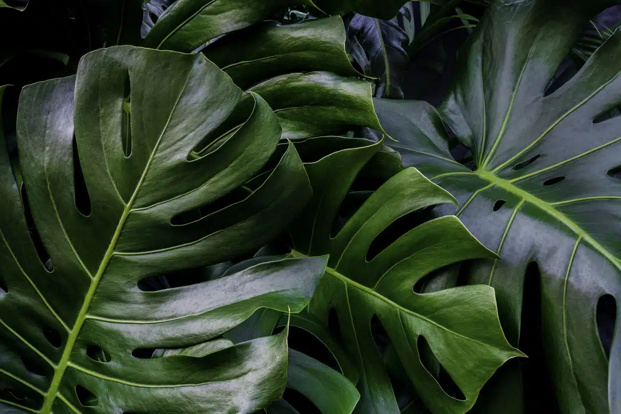 La Monstera Deliciosa, une plante aux nombreuses vertus