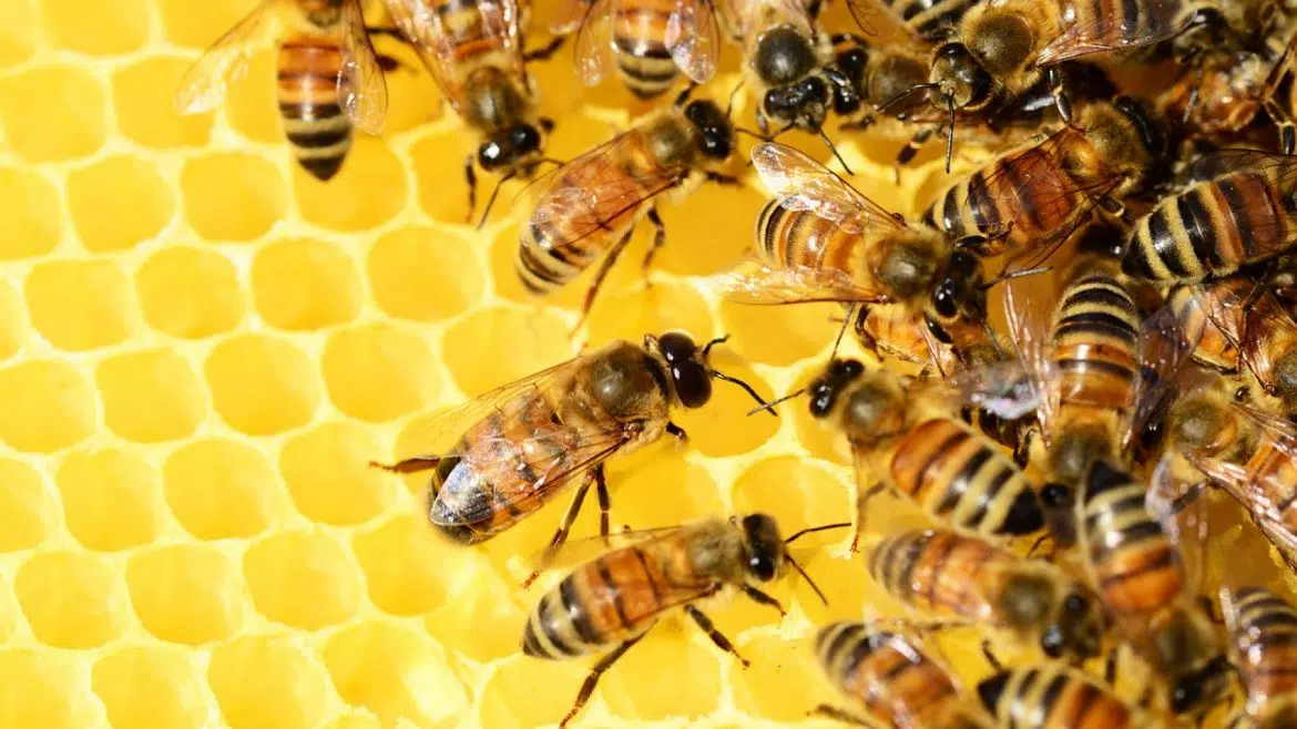 Le miel : un produit indispensable pour la réussite de vos recettes