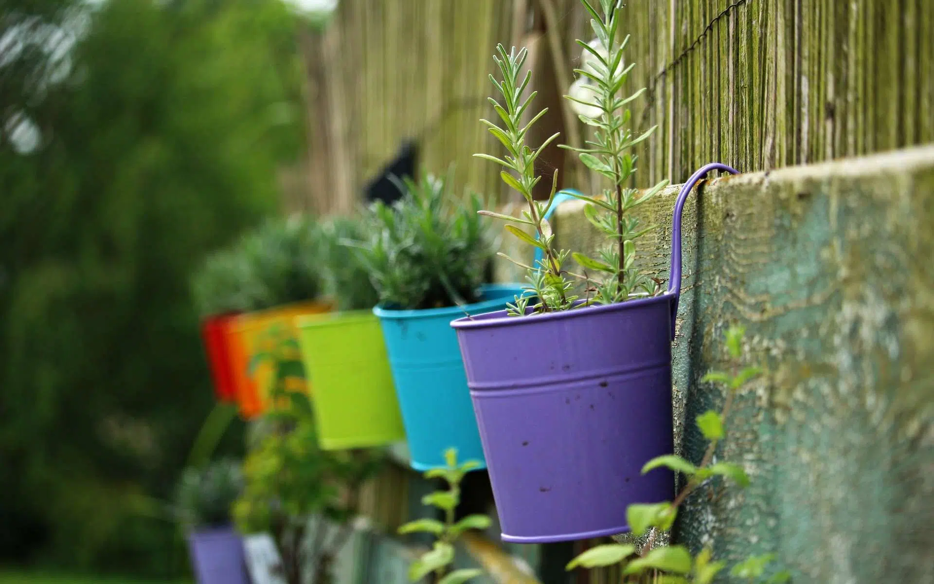 plantes médicinales pour votre balcon